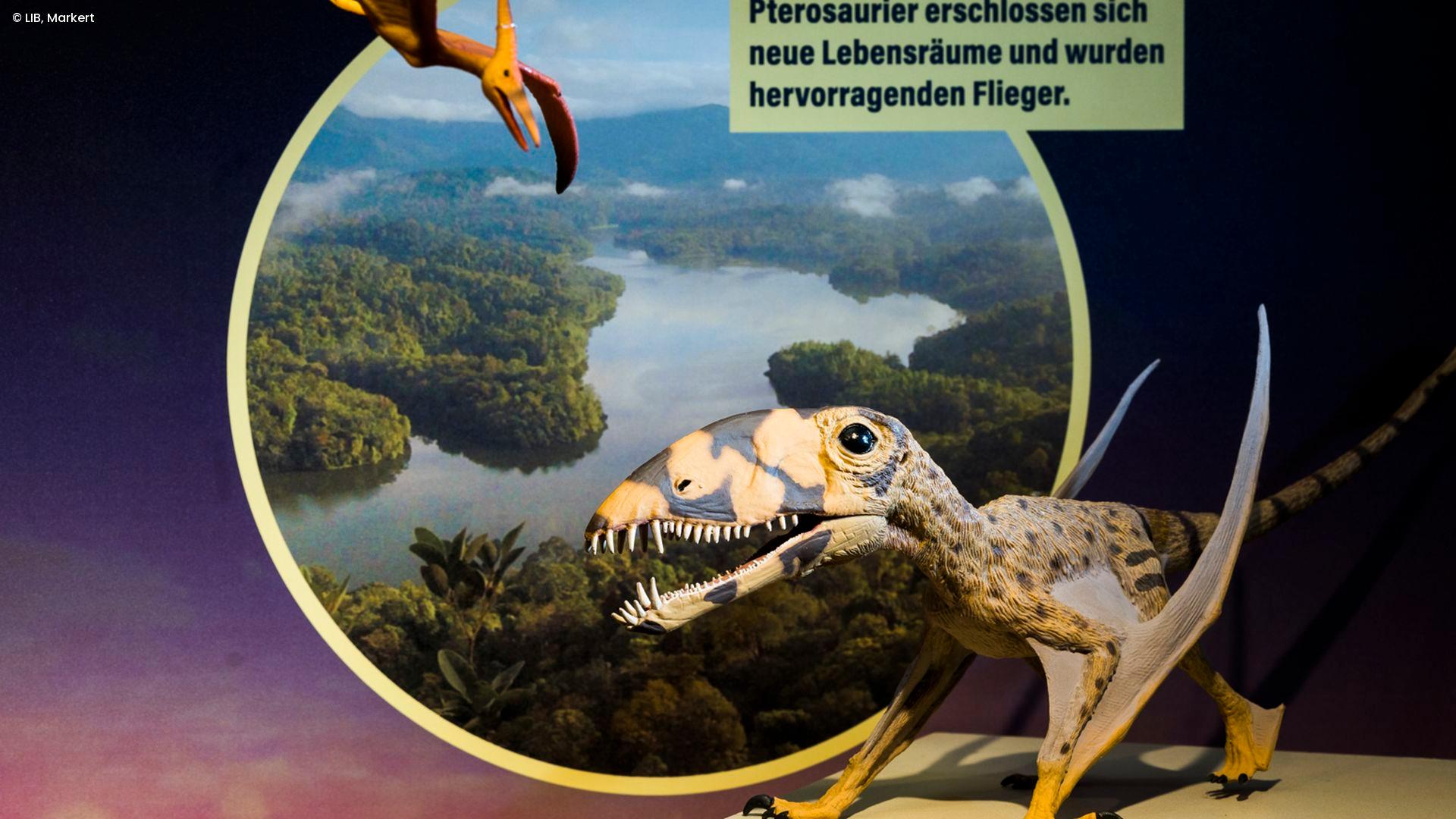 Museum der Natur - Zoologie - Kindergeburtstag Location