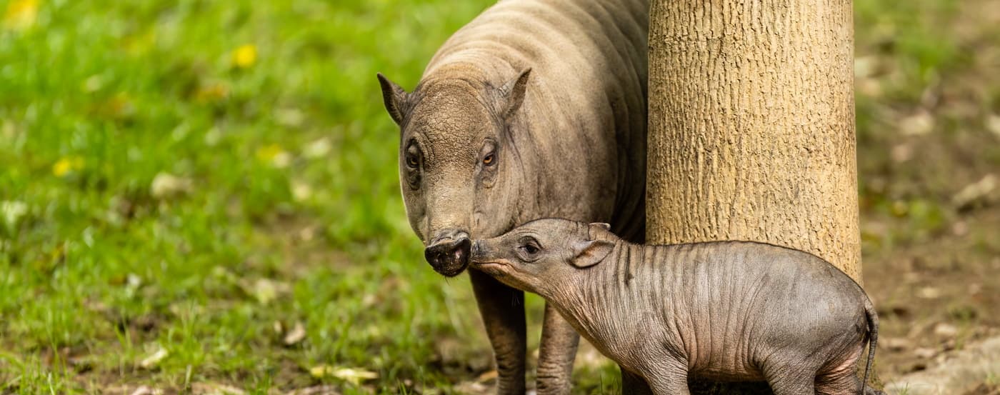 Opel-Zoo Kronberg - Kindergeburtstag Location